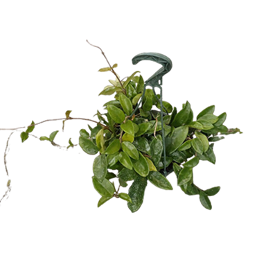 Carnosa Green